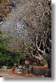 asia, asian, barren, colors, laos, luang prabang, men, monks, oranges, people, singles, trees, under, vertical, walking, photograph