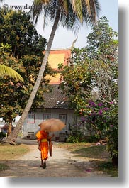 asia, asian, colors, laos, luang prabang, men, monks, oranges, people, singles, umbrellas, vertical, walking, photograph