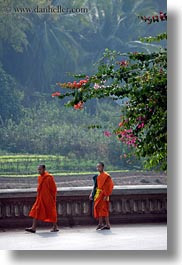 asia, asian, bougainvilleas, colors, laos, luang prabang, men, monks, oranges, people, two, under, vertical, walking, photograph