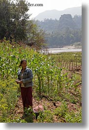 agriculture, asia, asian, corn, farm, fields, foods, laos, luang prabang, people, vegetables, vertical, womens, working, photograph