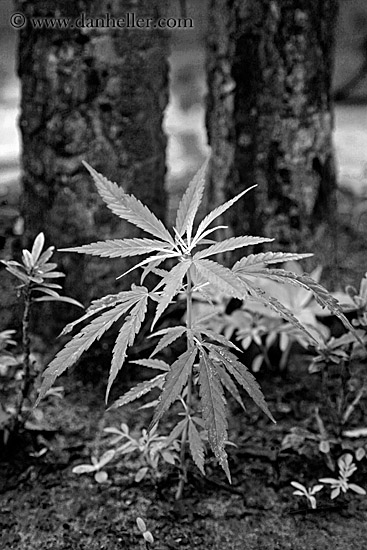marijuana-1-bw.jpg