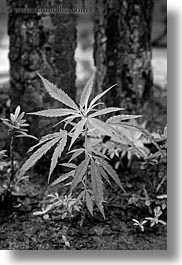 asia, black and white, laos, luang prabang, marijuana, plants, vertical, photograph