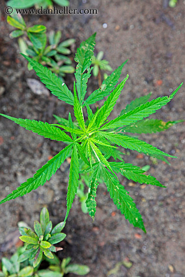 marijuana-2.jpg