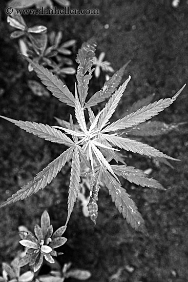 marijuana-2-bw.jpg