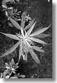 asia, black and white, laos, luang prabang, marijuana, plants, vertical, photograph