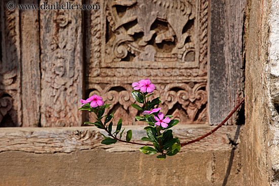 pink-flower-n-wood-door-3.jpg