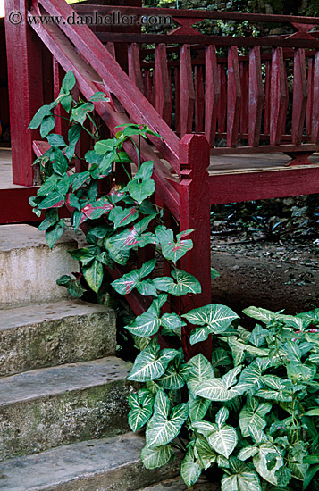 plants-growing-on-railing.jpg