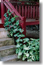 asia, growing, laos, luang prabang, plants, railing, stairs, structures, vertical, photograph