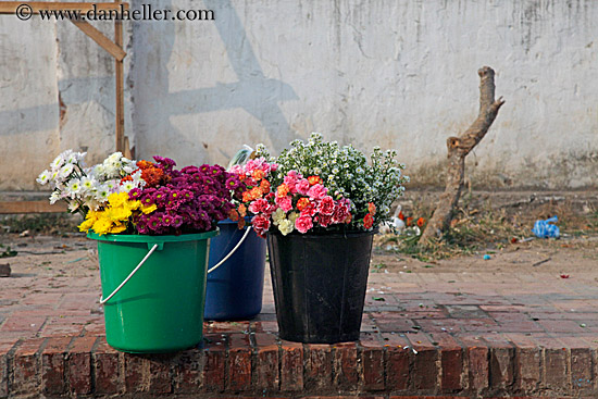 plants-in-buckets.jpg