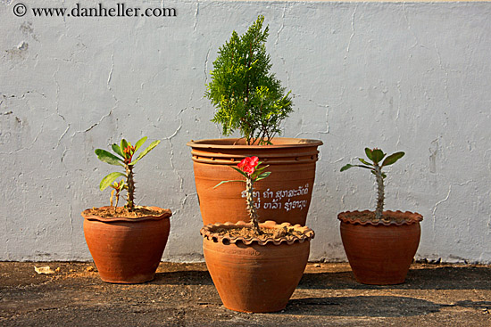 potted-plants.jpg