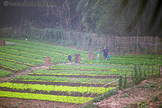 agricultural-field-workers-1.jpg