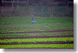 agricultural, asia, fields, horizontal, jungle, laos, luang prabang, scenics, workers, photograph