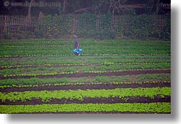 images/Asia/Laos/LuangPrabang/Scenics/Jungle/agricultural-field-workers-2.jpg