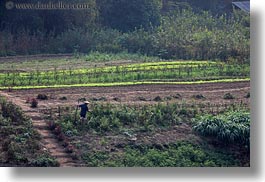 agricultural, asia, fields, horizontal, jungle, laos, luang prabang, scenics, workers, photograph