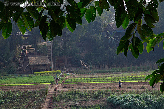 agricultural-field-workers-4.jpg