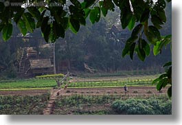 agricultural, asia, fields, horizontal, jungle, laos, luang prabang, scenics, workers, photograph