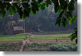 agricultural, asia, fields, horizontal, jungle, laos, luang prabang, scenics, workers, photograph