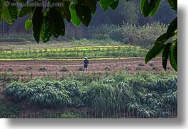 agricultural, asia, fields, horizontal, jungle, laos, luang prabang, scenics, workers, photograph