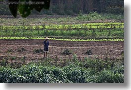 agricultural, asia, fields, horizontal, jungle, laos, luang prabang, scenics, workers, photograph