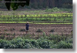agricultural, asia, fields, horizontal, jungle, laos, luang prabang, scenics, workers, photograph