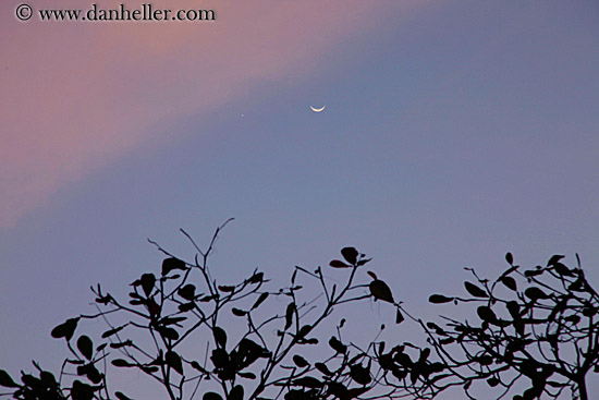 clouds-moon-n-trees-01.jpg