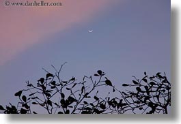 asia, clouds, horizontal, jungle, laos, luang prabang, moon, scenics, trees, photograph