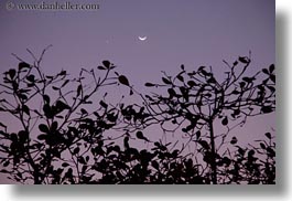 asia, clouds, horizontal, jungle, laos, luang prabang, moon, scenics, trees, photograph