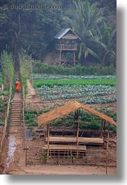 asia, huts, jungle, laos, luang prabang, monks, paths, roofs, scenics, thatched, vertical, photograph