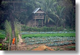 asia, horizontal, huts, jungle, laos, luang prabang, monks, paths, roofs, scenics, thatched, photograph
