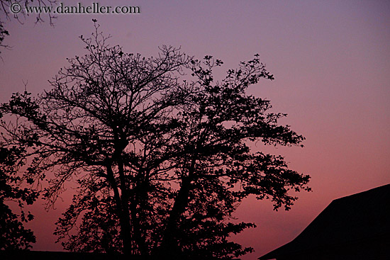 sunset-tree.jpg