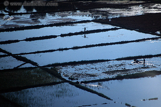 farmers-in-flooded-rice-field.jpg