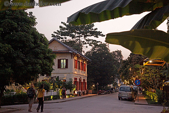 street-n-big-leaf-tree.jpg