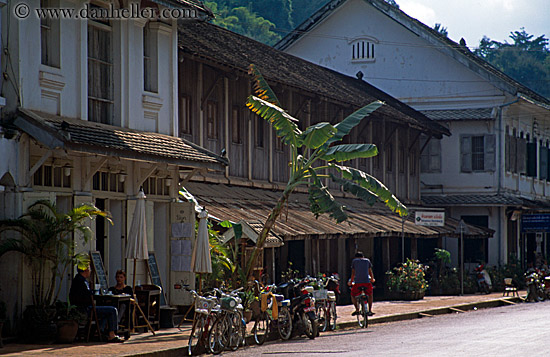 bicycles-n-palm_tree.jpg