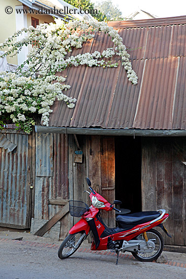 red-motorcycle-w-white-flowers.jpg