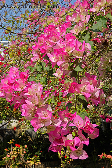 pink-bougainvillea-1.jpg