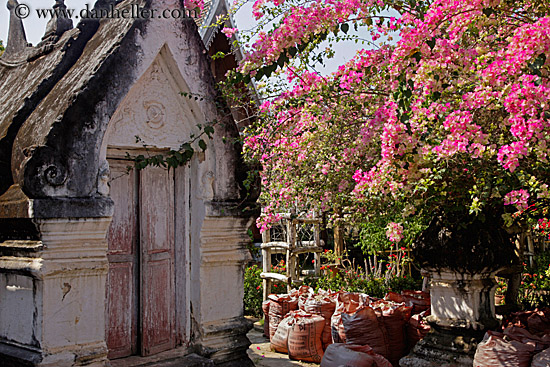 pink-bougainvillea-n-temple-2.jpg
