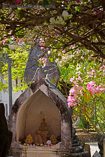 pink-bougainvillea-n-temple-4.jpg