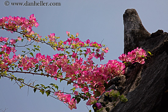 pink-bougainvillea-n-temple-5.jpg