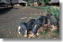 asia, hmong, hogs, horizontal, laos, villages, wart, photograph