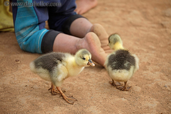 baby-chicks.jpg