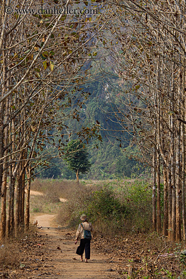 man-walking-thru-trees-3.jpg
