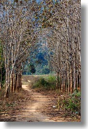 asia, hmong, laos, paths, trees, vertical, villages, photograph