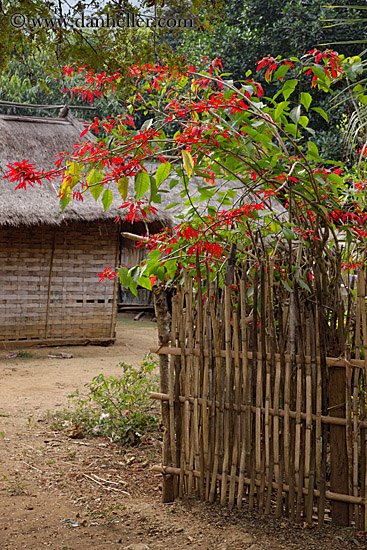 red-bougainvillea-n-bamboo-fence.jpg
