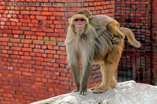 macaque-monkey-01.jpg