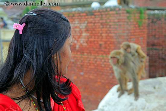 macaque-monkey-02.jpg