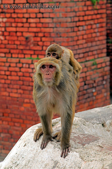 macaque-monkey-03.jpg