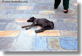asia, dogs, horizontal, kathmandu, nepal, pashupatinath, sick, photograph