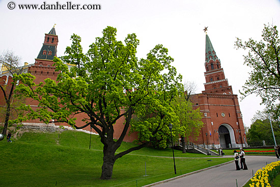 tower-n-tree-n-yellow-tulips-1.jpg