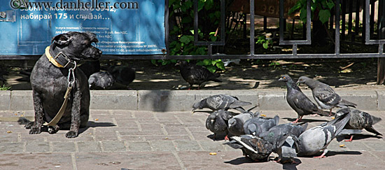 dog-n-pigeons-pano.jpg