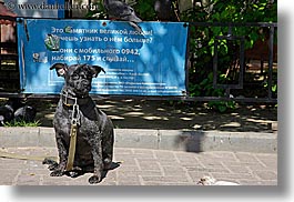 asia, blues, city scenes, colors, dogs, horizontal, moscow, russia, photograph